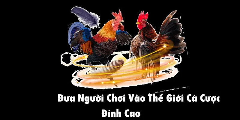 da ga sodo66